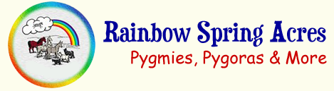 Pygmy Goats