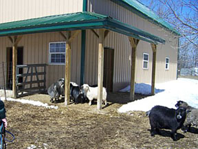 Pygmy Goats