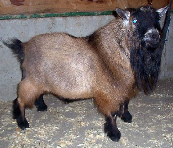 pgch baseball fields yao ming pygmy goat buck